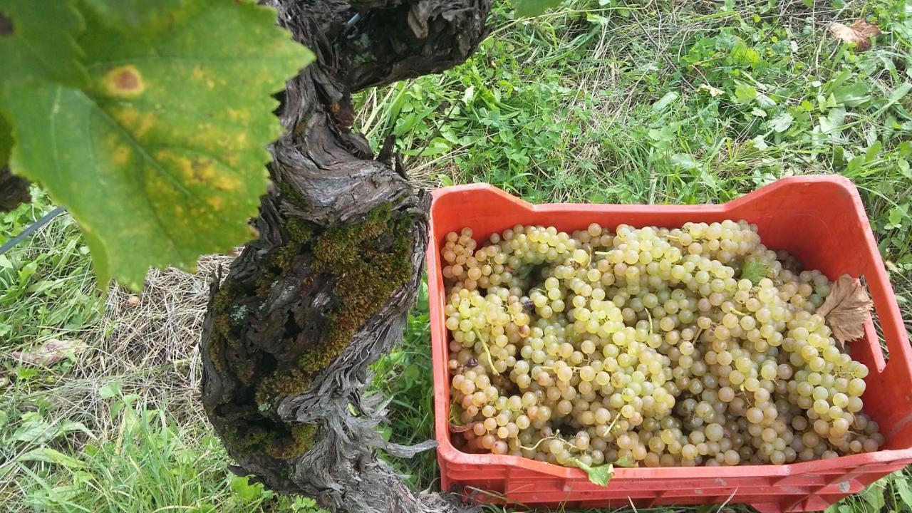 Farmstay Kmetija Stekar Kojsko Dış mekan fotoğraf