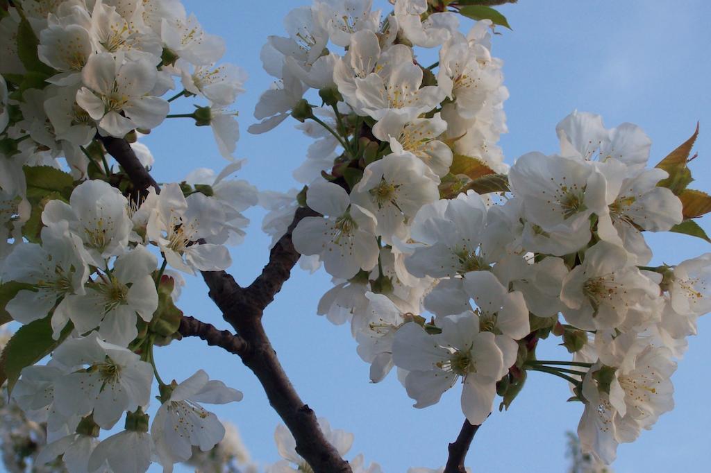 Farmstay Kmetija Stekar Kojsko Dış mekan fotoğraf