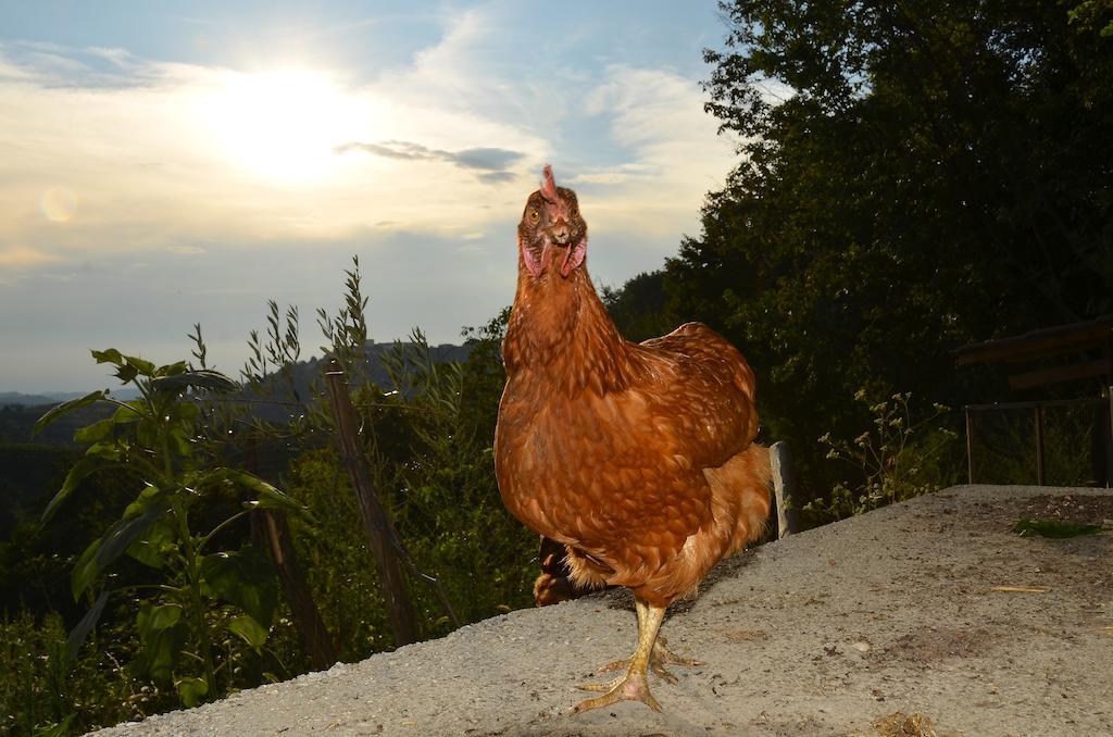 Farmstay Kmetija Stekar Kojsko Dış mekan fotoğraf